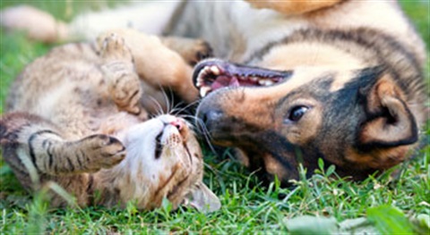 Animal Welfare Committee Meeting image
