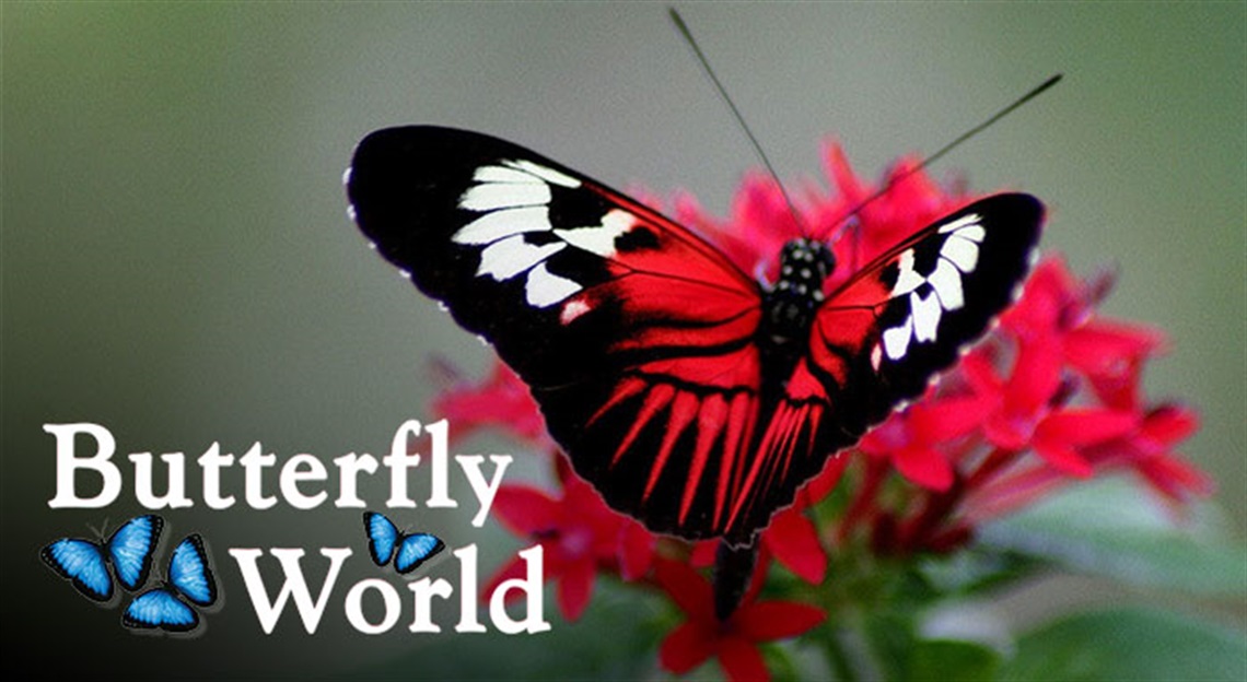 Butterfly World Image