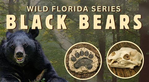 Wild Florida: Black Bears