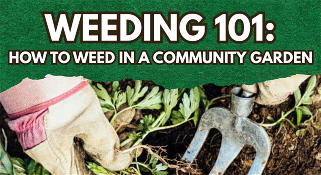 How to Weed Your Garden: Expert Tips for Success