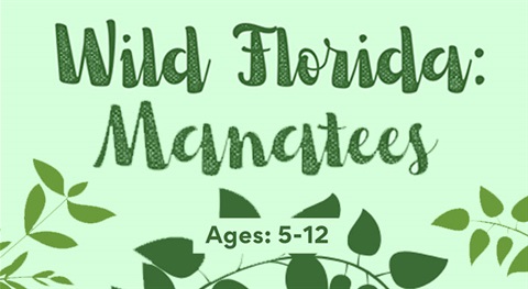 Wild Florida Manatees Image