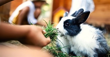 Bunny Petting Zoo