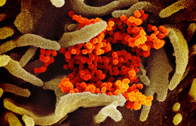 Corona Virus Updates from the CDC