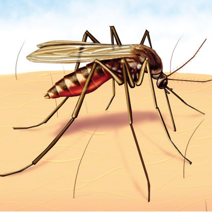 mosquito Icon